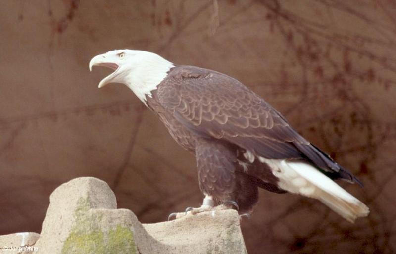 Bald Eagle #2; DISPLAY FULL IMAGE.