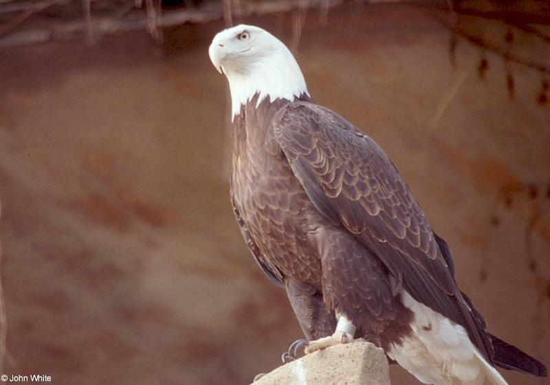 Bald Eagle #3; DISPLAY FULL IMAGE.