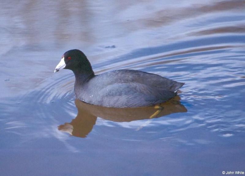American Coot 2; DISPLAY FULL IMAGE.