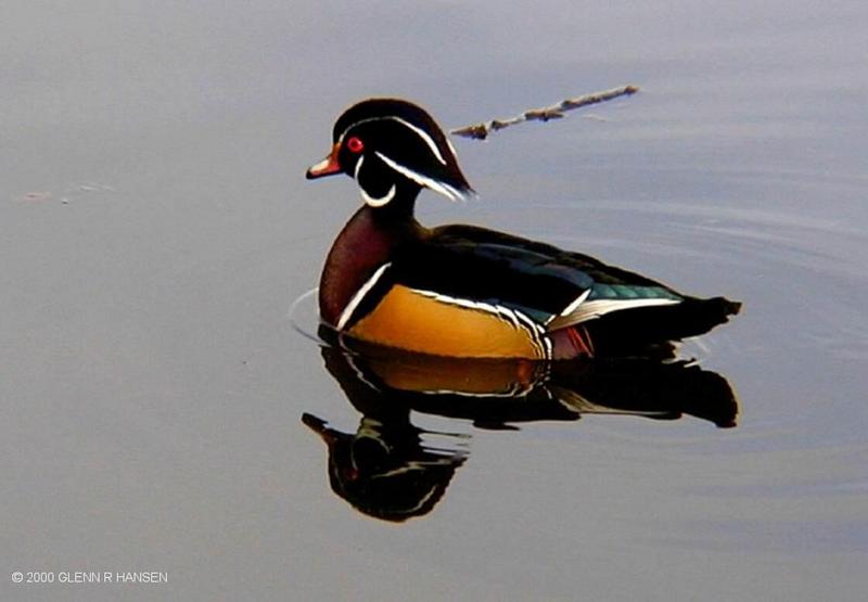 Wood Duck; DISPLAY FULL IMAGE.