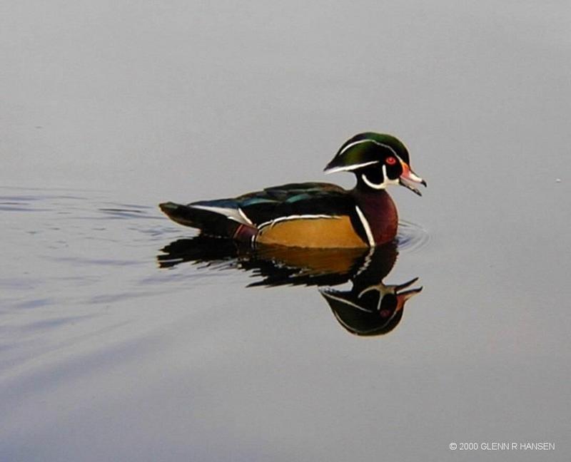 Wood Duck; DISPLAY FULL IMAGE.