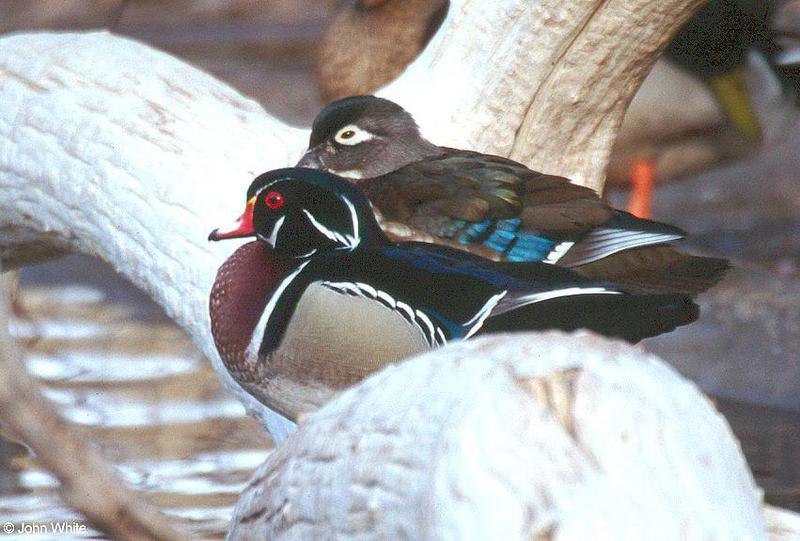 A pair of Wood Ducks; DISPLAY FULL IMAGE.