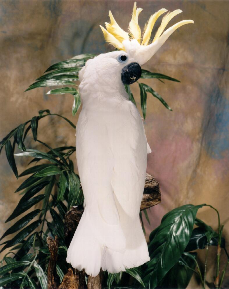 Triton Cockatoo; DISPLAY FULL IMAGE.