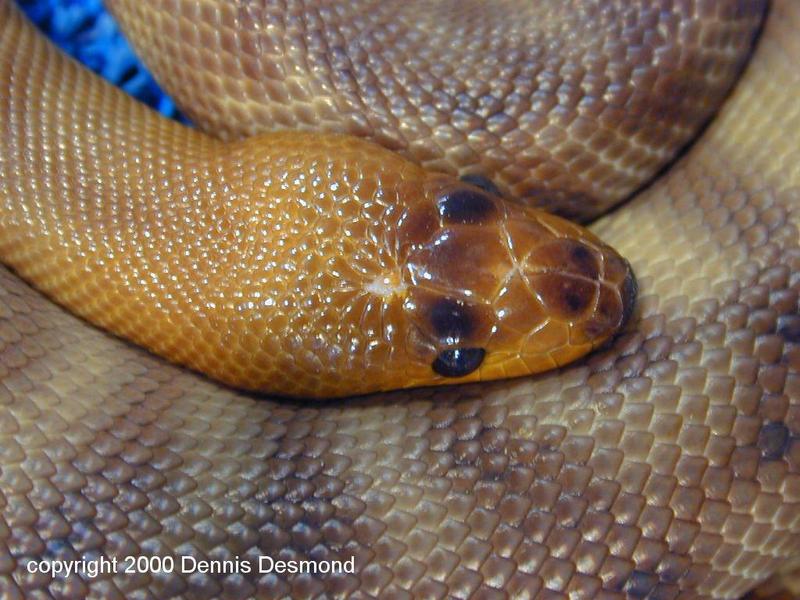 Plethora of pythons 3 - Woma Python; DISPLAY FULL IMAGE.