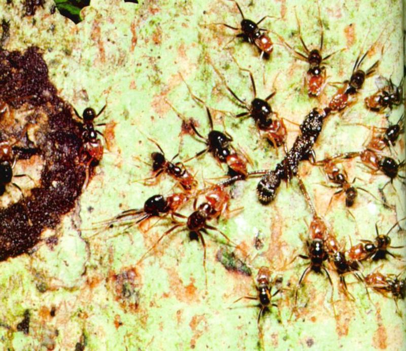 AztecAnts_J01-workers_kill_the_invader.jpg [1/1]; DISPLAY FULL IMAGE.