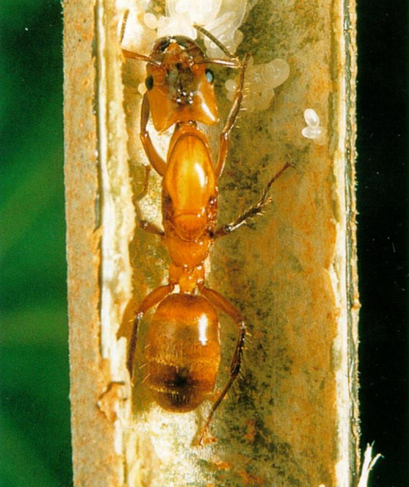 AztecAnts_J04-QueenAnt_with_eggs_young.jpg [1/1]; DISPLAY FULL IMAGE.