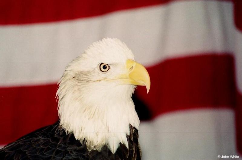 Bald Eagle (Haliaeetus leucocephalus)1; DISPLAY FULL IMAGE.