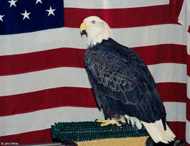Bald Eagle (Haliaeetus leucocephalus)2; DISPLAY FULL IMAGE.