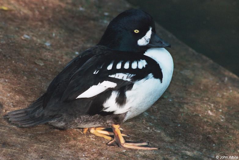 Barrow's Goldeneye; DISPLAY FULL IMAGE.