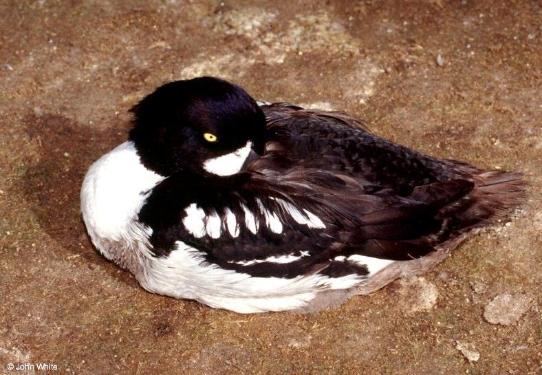 (A few Birds (see filename for species) [1/3] - Barrow's Goldeneye  (Bucephala islandica).jpg (1/1); DISPLAY FULL IMAGE.