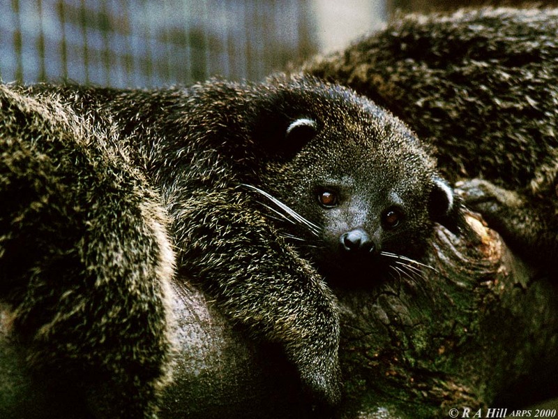 Binturong1; DISPLAY FULL IMAGE.