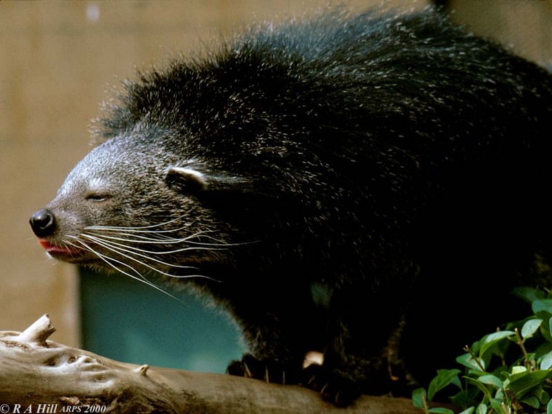 Binturong2; DISPLAY FULL IMAGE.