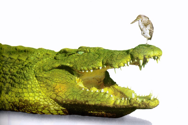 Nile Crocodile (Crocodylus niloticus) with Egyptian Plover (Crocodile bird, Pluvianus aegyptius); DISPLAY FULL IMAGE.