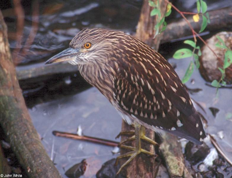 Black-Crowned Night Heron (juvenile); DISPLAY FULL IMAGE.