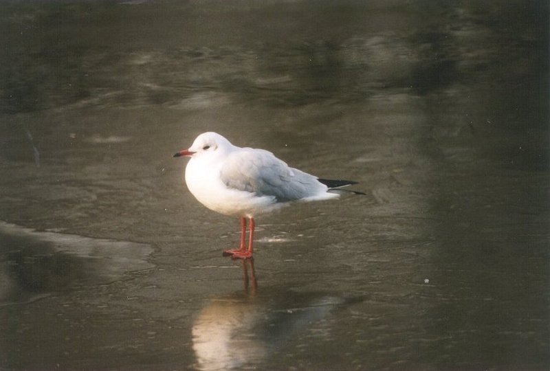 Re: Looking for bird pix! - blackheaded_gull.jpg; DISPLAY FULL IMAGE.