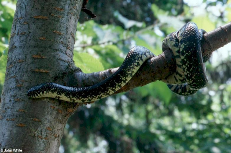 Black Kingsnake (Lampropeltis g. nigra); DISPLAY FULL IMAGE.