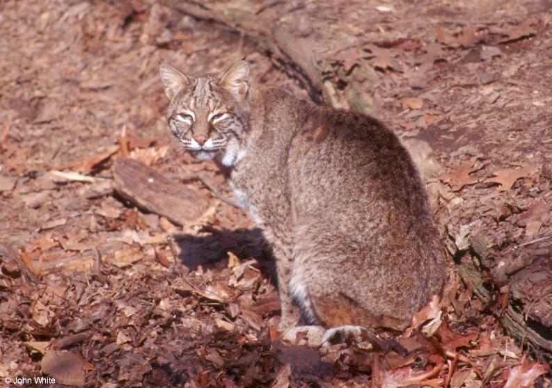 Bobcat 1; DISPLAY FULL IMAGE.