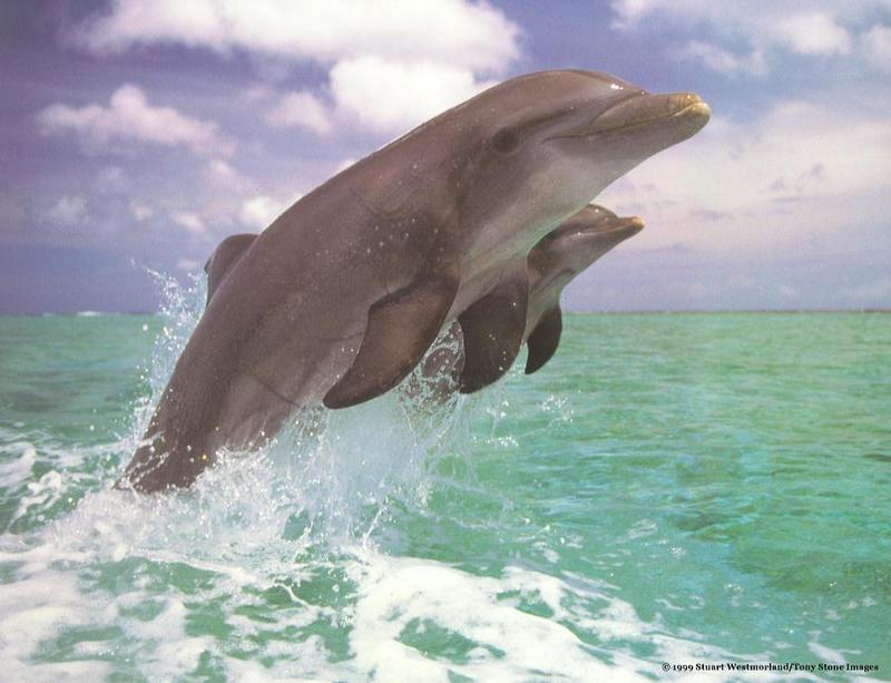 Re: Whales and dolphins; DISPLAY FULL IMAGE.
