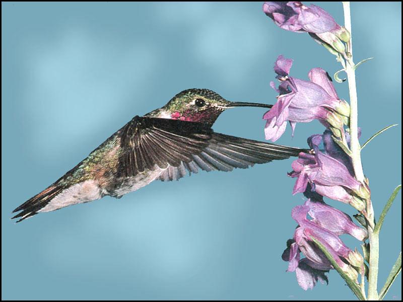 Hummingbird - Broad-tailed Hummingbird 22; DISPLAY FULL IMAGE.