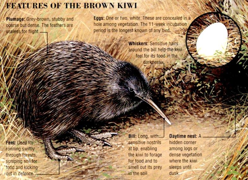 Brown Kiwi 2/4 jpg; DISPLAY FULL IMAGE.