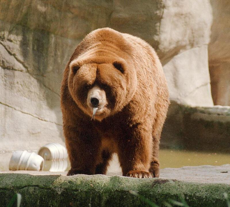 Hagenbeck Zoo brown bear with fish... or is it the other way round?; DISPLAY FULL IMAGE.