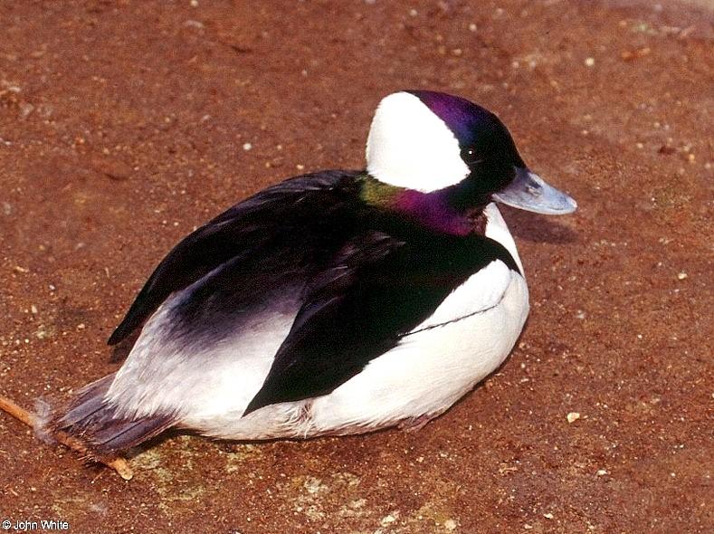 (A few Birds (see filename for species) [3/3] - Bufflehead (Bucephala albeola)001.jpg (1/1); DISPLAY FULL IMAGE.