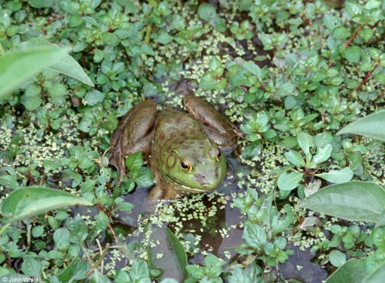 A couple more Bullfrog pics 1; DISPLAY FULL IMAGE.
