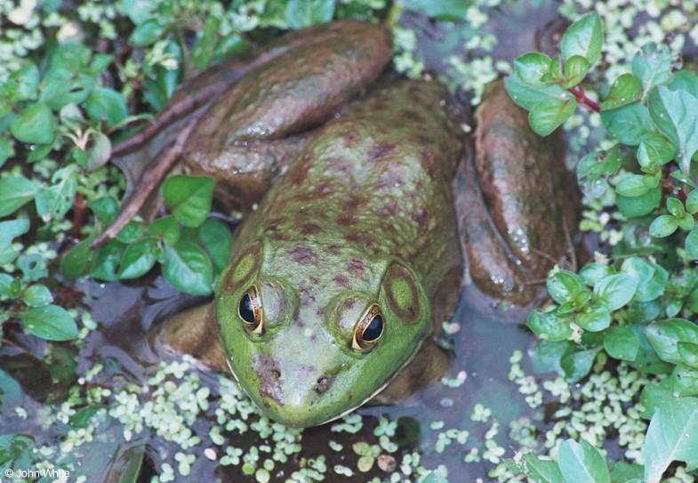 Bullfrog 2; DISPLAY FULL IMAGE.