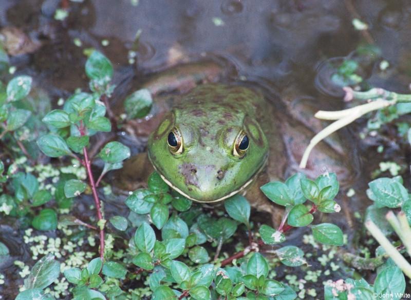 Bullfrog 3; DISPLAY FULL IMAGE.
