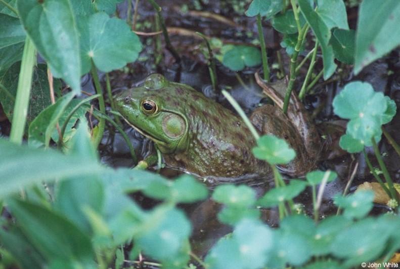 Bullfrog 4; DISPLAY FULL IMAGE.