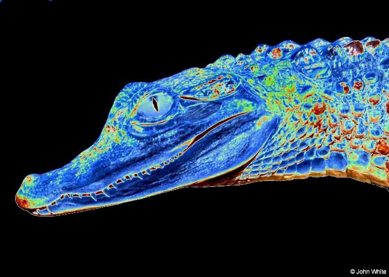 crocodilian art; DISPLAY FULL IMAGE.