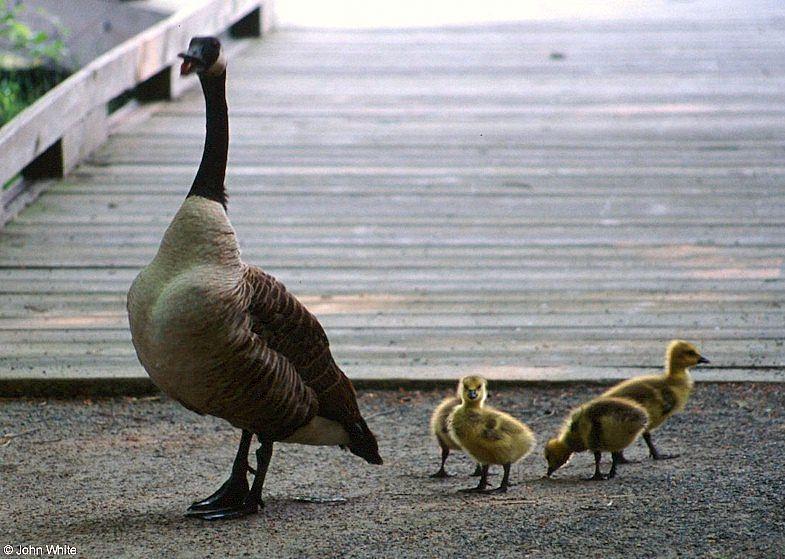 Canada Goose 1; DISPLAY FULL IMAGE.