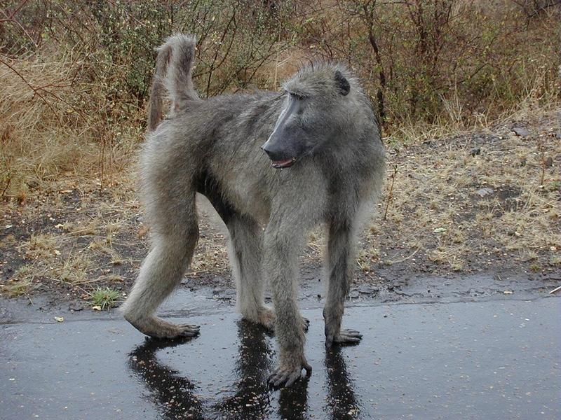 chacma baboon - Papio ursinus; DISPLAY FULL IMAGE.