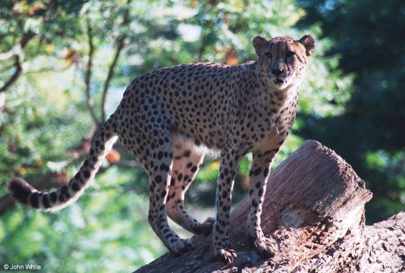 cheetah 1; DISPLAY FULL IMAGE.