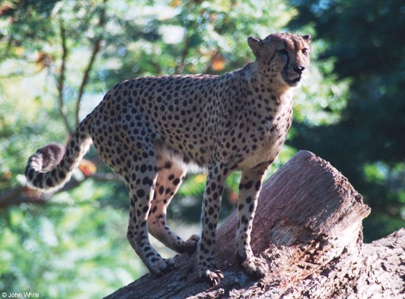 cheetah 2; DISPLAY FULL IMAGE.