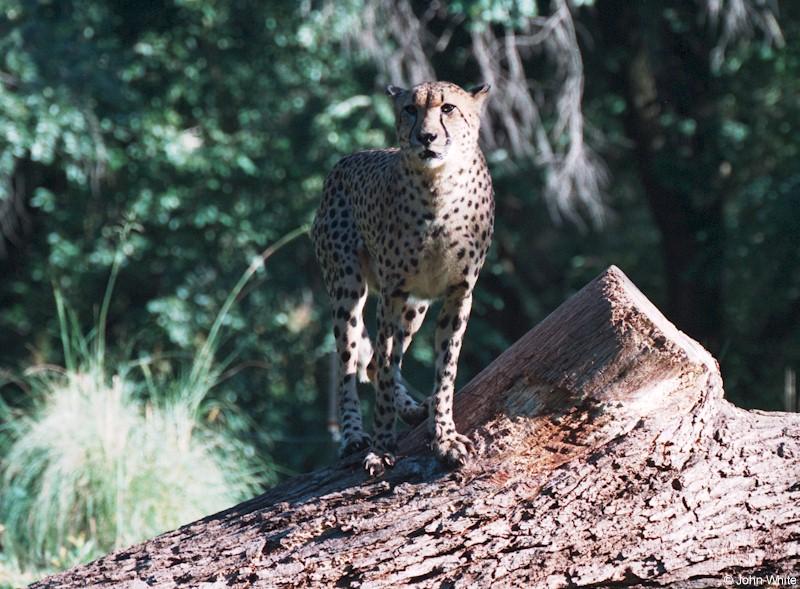 cheetah 3; DISPLAY FULL IMAGE.