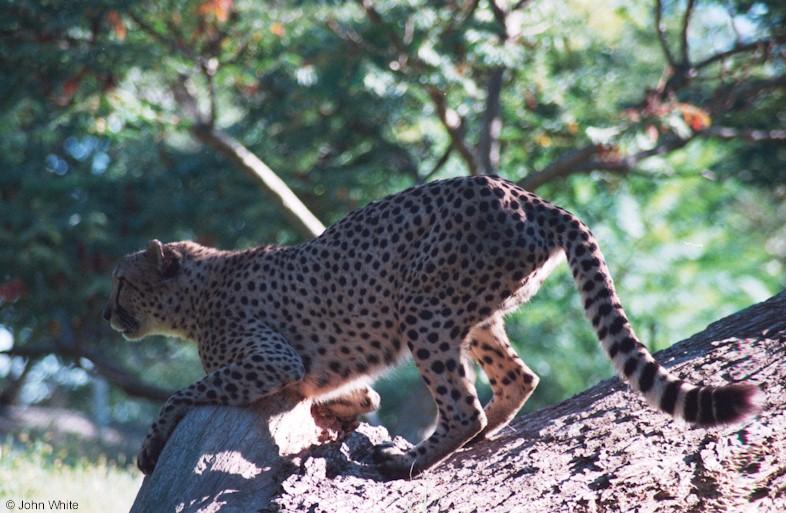 cheetah 6; DISPLAY FULL IMAGE.