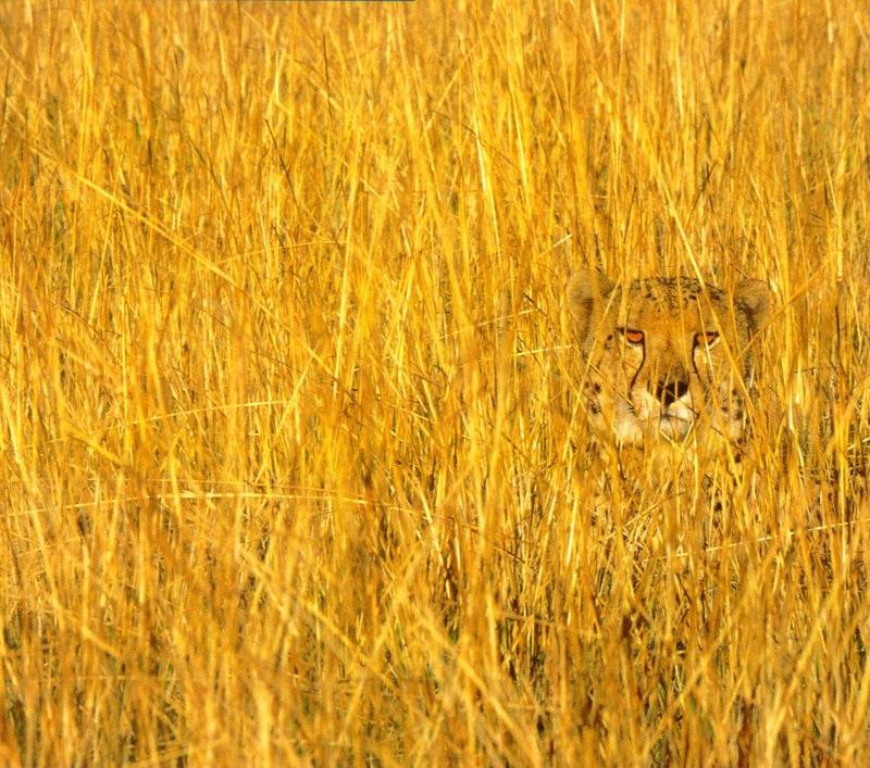 Spot the Cheetah 256,944 bytes; DISPLAY FULL IMAGE.