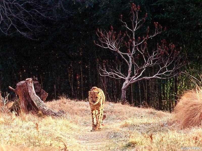 Cheetah; DISPLAY FULL IMAGE.