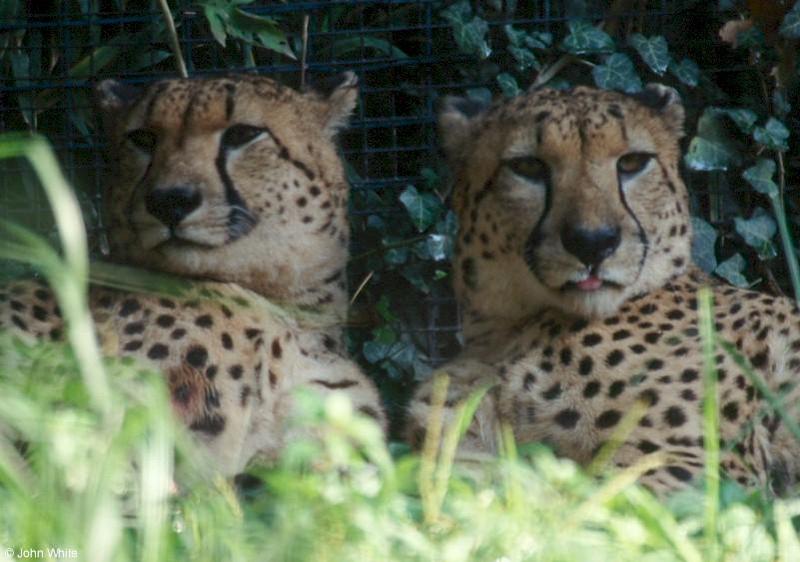 Cheetahs 1; DISPLAY FULL IMAGE.