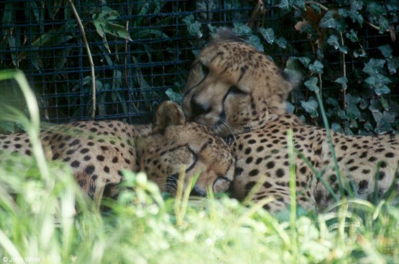 Cheetahs 2; DISPLAY FULL IMAGE.