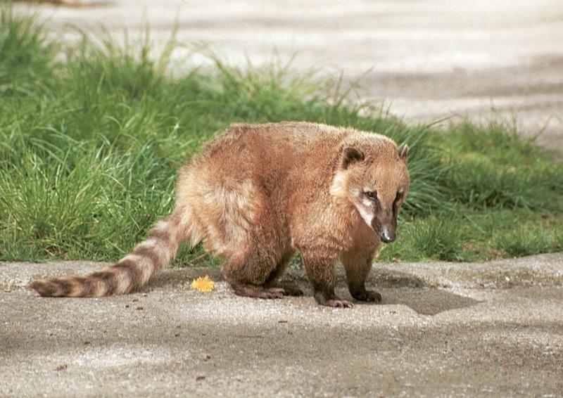 For those who love loooong tails - Coati cutie at Hagenbeck Zoo; DISPLAY FULL IMAGE.