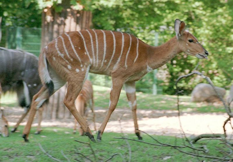 Hannover Zoo - The Nyala family - The youngster going for a walk; DISPLAY FULL IMAGE.
