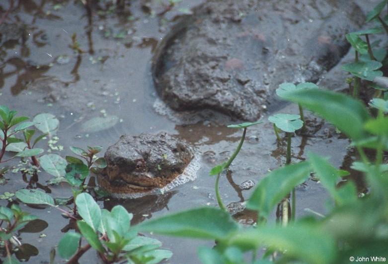 Common Snapping Turtle 2; DISPLAY FULL IMAGE.