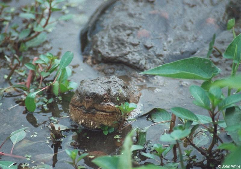 Common Snapping Turtle 3; DISPLAY FULL IMAGE.