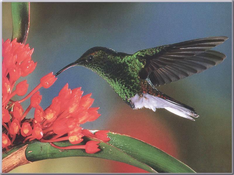 Hummingbird  2 of 12 - Coppery-headed Emerald Hummingbird 01; DISPLAY FULL IMAGE.