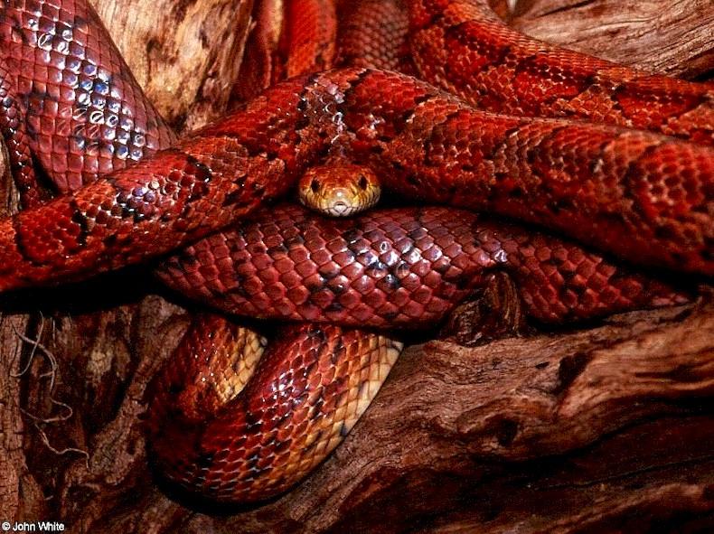 Corn Snake; DISPLAY FULL IMAGE.