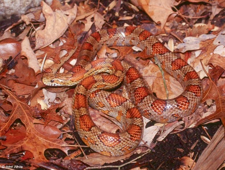 Corn Snake; DISPLAY FULL IMAGE.