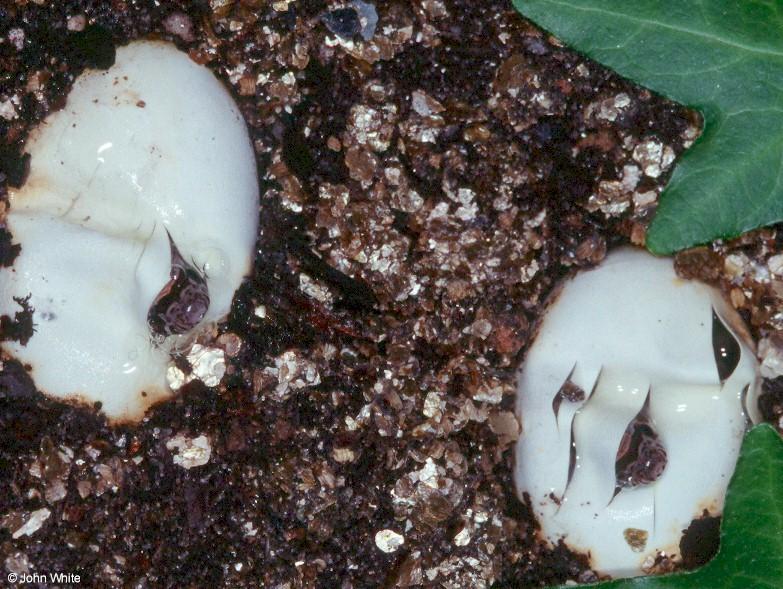 Corn snake (Elaphe guttata guttata) Hatching from Egg 4; DISPLAY FULL IMAGE.