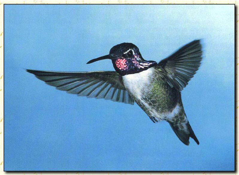 Hummingbird - Costa's; DISPLAY FULL IMAGE.